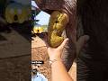 Elephant Video