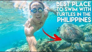 TURTLES and Beautiful Viewpoints at APO ISLAND - Philippines Travel Vlog Ep 14