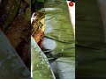Today S Banana Leaf Wrapped Lunch Lunch Ideas Food Srilankan Shorts