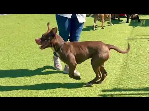 Meet Shuli a Mixed Breed, Large (over 44 lbs fully grown) currently available for adoption! 4/6/2024