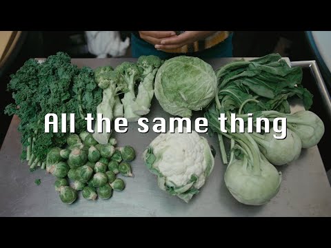 Brassica oleracea: Ancestor to Half the Produce Section