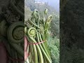 पहाड़ी सब्जी लिंग्डी Pahari Himachal Vegetables Trendingshorts