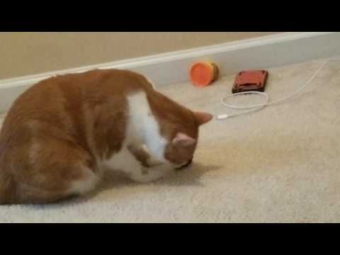 Cat eats rubber toy...... 4K Ultra HD