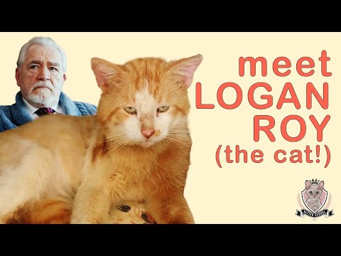 How I Treated Logan Roy's INFECTED Cat Bite Wound 🙀