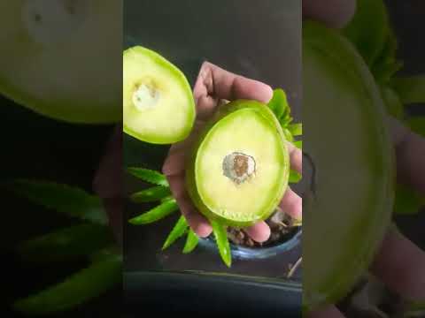 AVOCADO|SKIN CARE FRUIT|NATURAL MOISTURIZER|HEALTHY AND BENEFICIAL FAT|STAY YOUNG|MUSFIRA AZAD