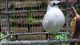 Download lagu masteran kapasan kemiri gacor #kemirigacor mp3 Download lagu masteran kapasan kemiri gacor #kemirigacor mp3