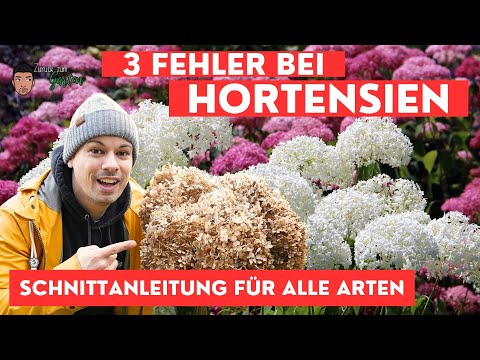 Bauern- Schneeball- und Rispen- Hortensien richtig schneiden - Schnittanleitung für alle Arten
