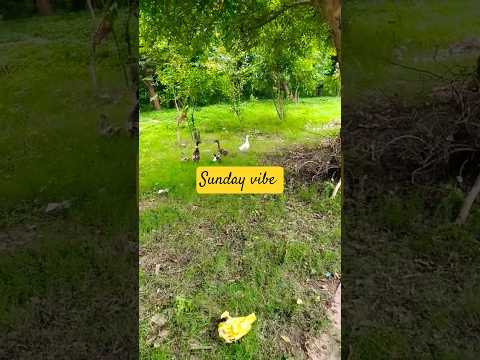 fun time #funtime #mastitime #saavi #darshit #shorts #trendingshorts #trendingsong