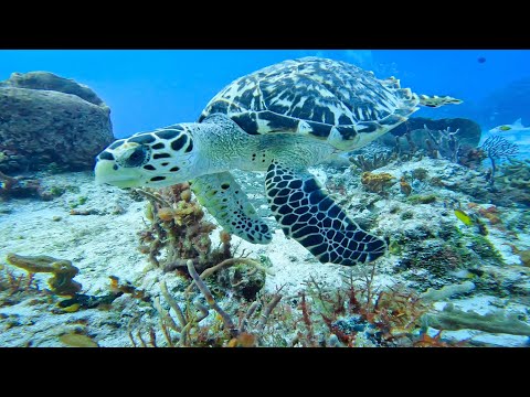 A Dive into Ocean Life at Cozumel in México