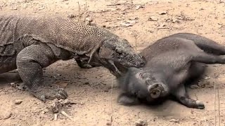 Komodo Dragon Eating Wild Boar