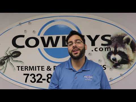 Tips to Spot Carpenter Bees