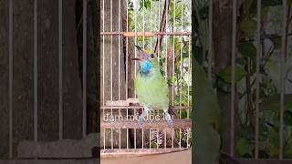 Download lagu Thanh Tước Mái Mồi Gọi Bổi Cực Đỉnh mp3