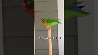 Download lagu Burung Lovebirdku sangat PINTAR 🤓 | Trik yang Diketahui Burung Lovebirdku mp3 Download lagu Burung Lovebirdku sangat PINTAR 🤓 | Trik yang Diketahui Burung Lovebirdku mp3