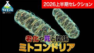 世界が注目！ミトコンドリア×老化現象最前線 柳茂（学習院大学 理学部生命科学科 教授）【いまからサイエンス 再アップ】