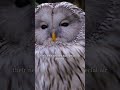 Facts About Owls