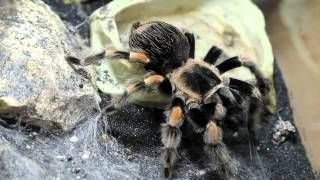 Tarantula Grabs Cockroach (Mygale Attrape un Blatte)