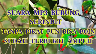 Download lagu Kalu gak punya pikat serindit,pakai mp3 ini di jamin ampuh mp3