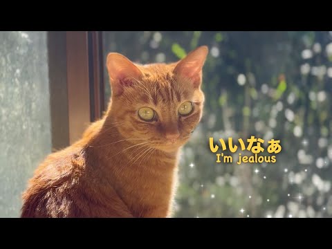 youtube-動物記事1970/01/01 09:00:00