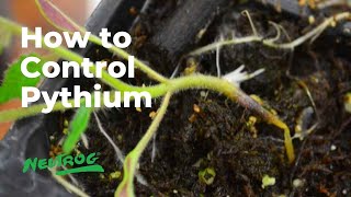 Neutrog TV |  How to control Pythium in your garden + Whoflungdung