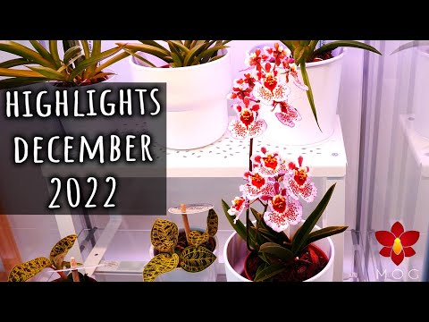 Orchid Highlights December 2022 - Why I haven't ordered Orchids in so long