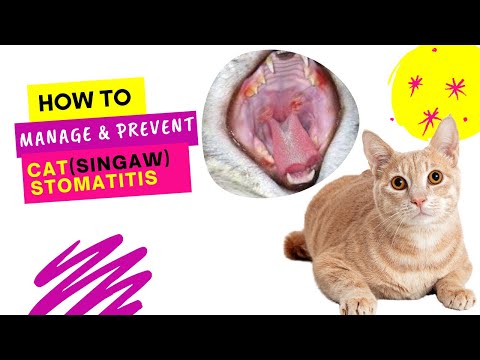 How to Manage and Prevent Cat Stomatitis With Best Food Diet