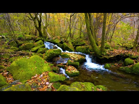Aurumn Forest Stream / Natural White Noise / Birdsong