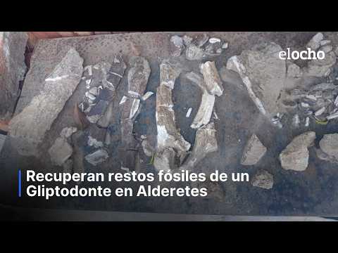 RECUPERAN RESTOS FÓSILES DE UN GLIPTODONTE EN ALDERETES