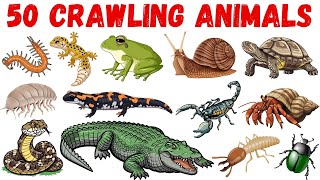 Crawling Animals Name | Crawling Animals in English | Names of crawling animals | English Vocabulary