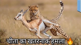 Cheeta attack on animal | Animal Planet Hindi | चीता का खतरनाक हमला |