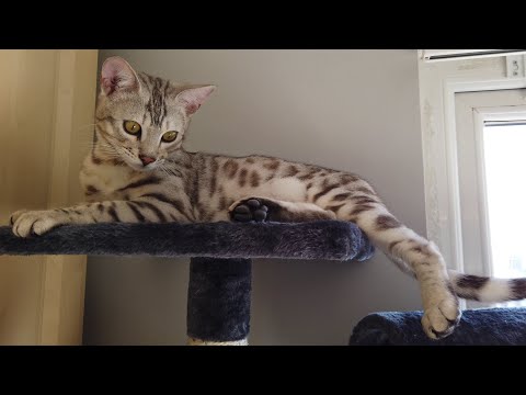 Bengal Kittens React To New Cat Tree | 4K