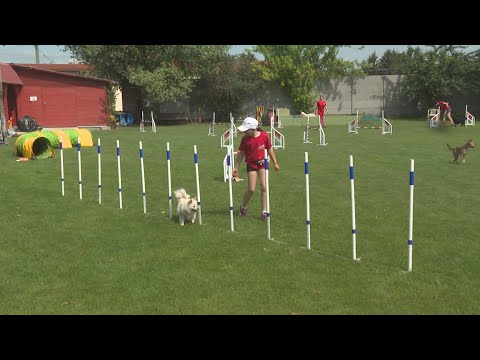 Komoly mezőny az A-Team Agility Kupán