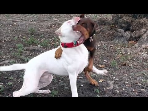 Doberman attack Dogo Argentino 🔥😱 Subscribe channel 🙏