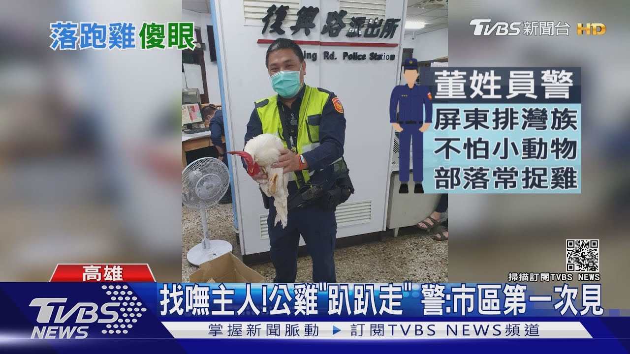 高雄市區驚見雞！馬路迷途亂竄　2員警「包夾」擒拿