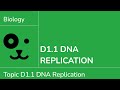 D1 1 DNA Replication IB Biology SL HL