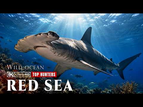 Red Sea Wildlife: Silent Predators of an Ancient Marine World