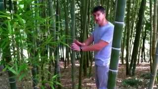 preview picture of video 'How does bamboo grow?'