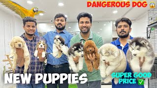 Super Good Puppies 🐶 Cheapest Price Pet Shop | Pure Breed Dogs | Hyderabad