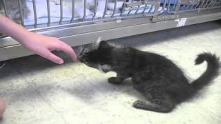 August 11, 2011 Pet of the Day - Claudia