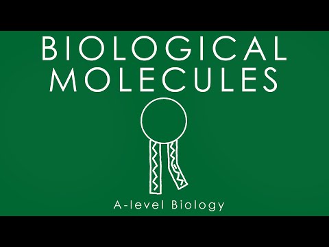 BIOLOGICAL MOLECULES - A-level Biology
