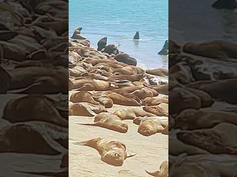 Lobos Marinos, Puerto Quequén , margen Necochea, Bs As