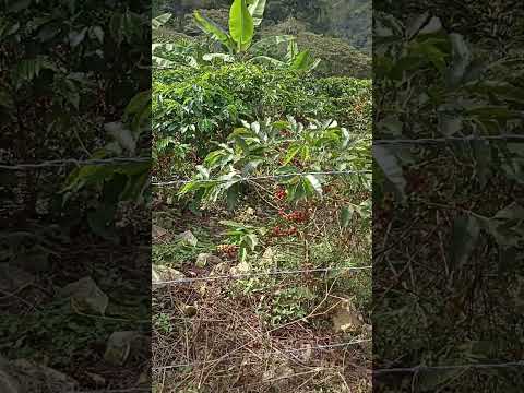 cosecha para tarqui huila #cafe #campo