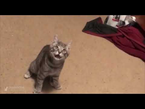 Quarantine Cat Film Festival - Sample Reel