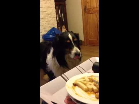 download lagu mp3 mp4 Can Dogs Eat Curry, download lagu Can Dogs Eat Curry gratis, unduh video klip Can Dogs Eat Curry