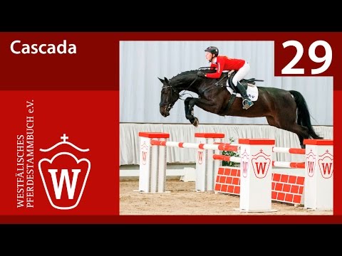 29 Cascada Stute v. Contelido - Primeur`s As