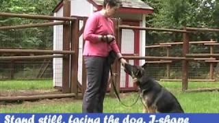 POLITE WALKING w/ High Rate of Reinforcement - Part 1 of 3