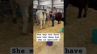 Scratch my tail Please! #farmlife #cattle #livestockshow #livestock #cows #mybestie