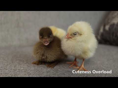 Cute Baby Chicks Meet Duckling Friend
