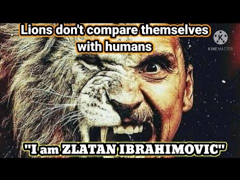 Zlatan Ibrahimovic I Lions don't compare themselves with humans