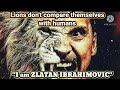 Zlatan Ibrahimovic I Lions don't compare themselves with humans