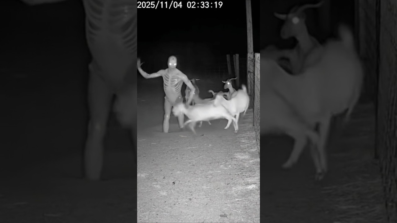 Mysterious Creature CCTV Footage